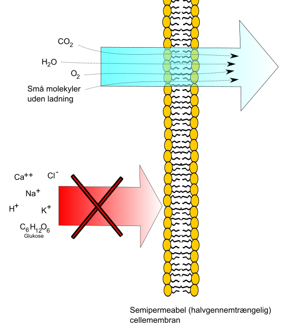 Osmose Og Diffusion – Biologi