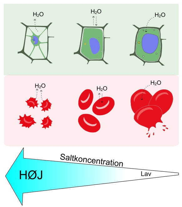 Osmose Og Diffusion – Biologi