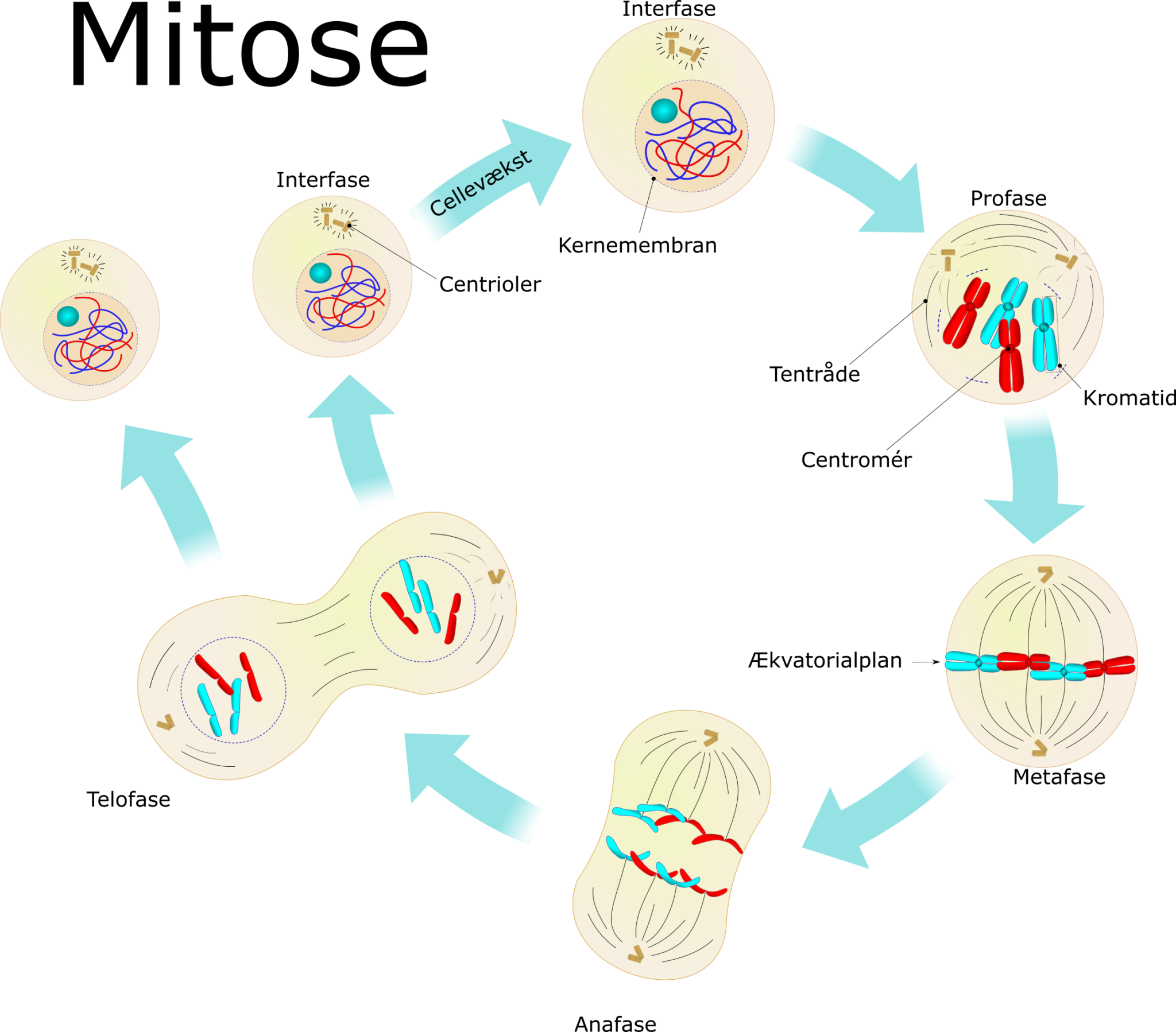 Mitose Og Meiose – Biologi