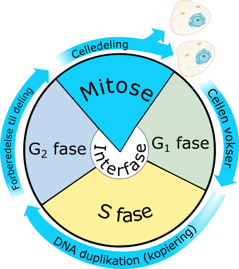 Mitose Og Meiose Biologi