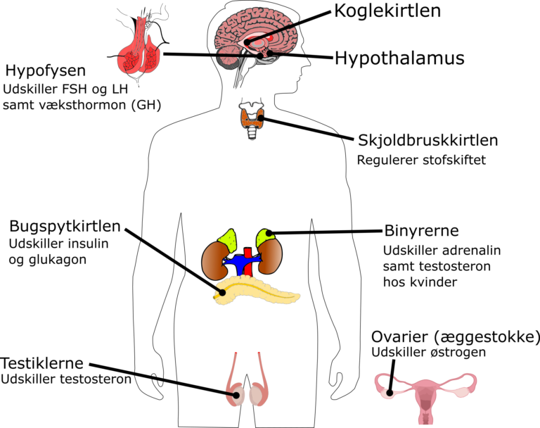 Kroppens Hormoner – Biologi