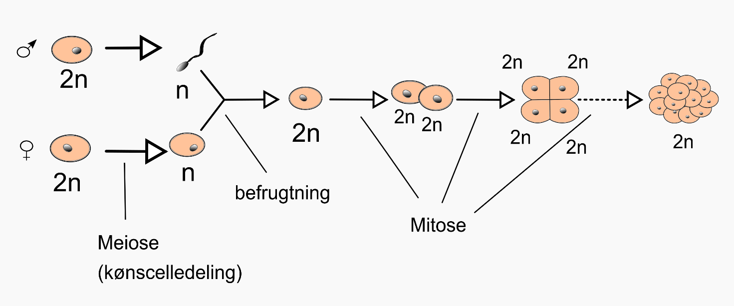 Mitose Og Meiose Biologi