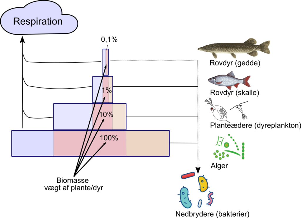 Fødeeffektivitet – Biologi